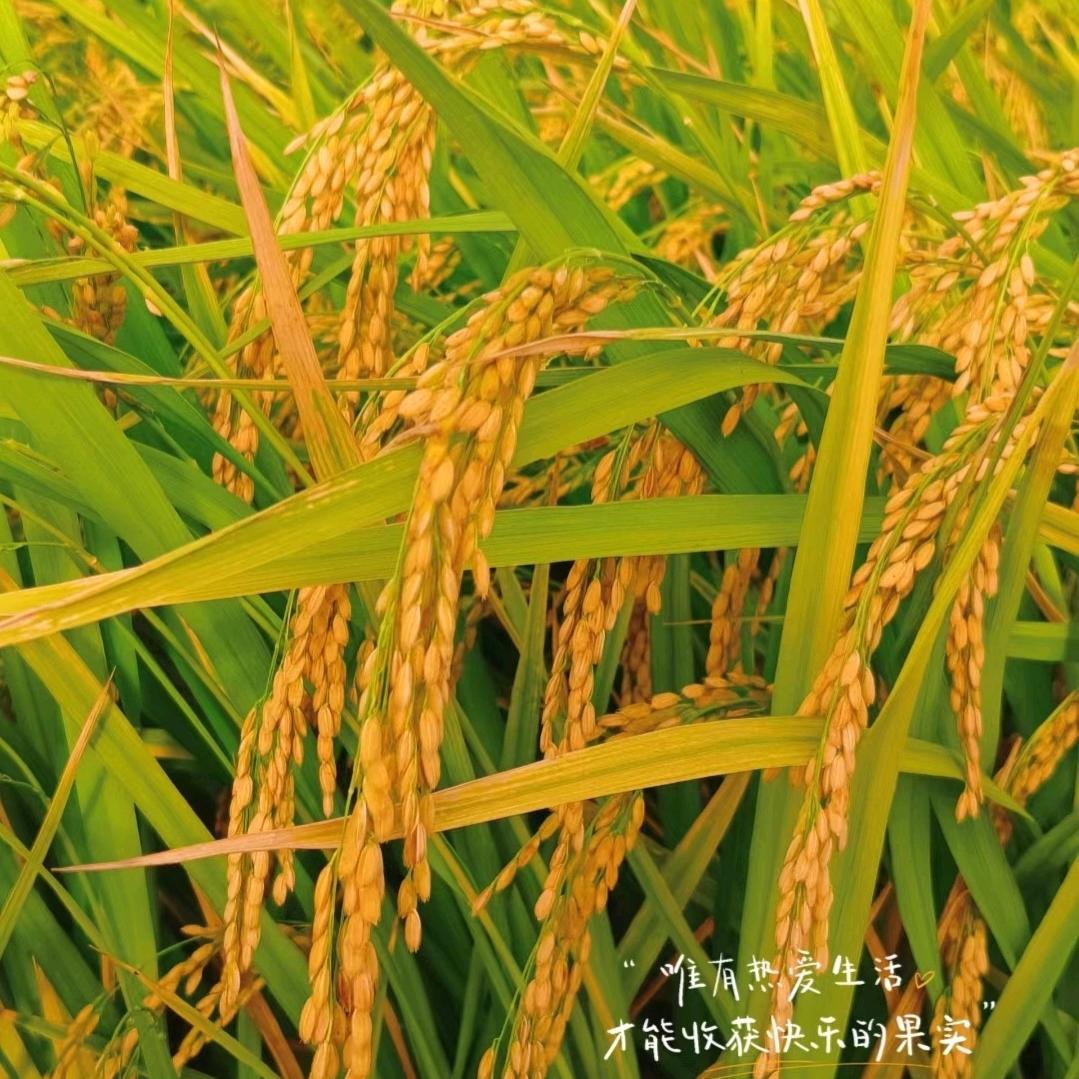 花花老师吃好饭