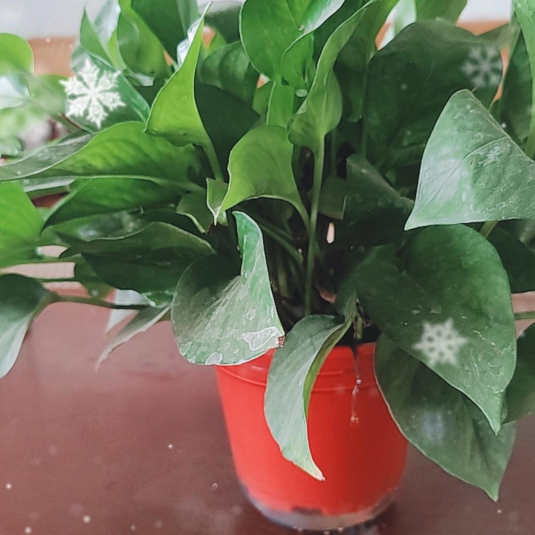 朝阳