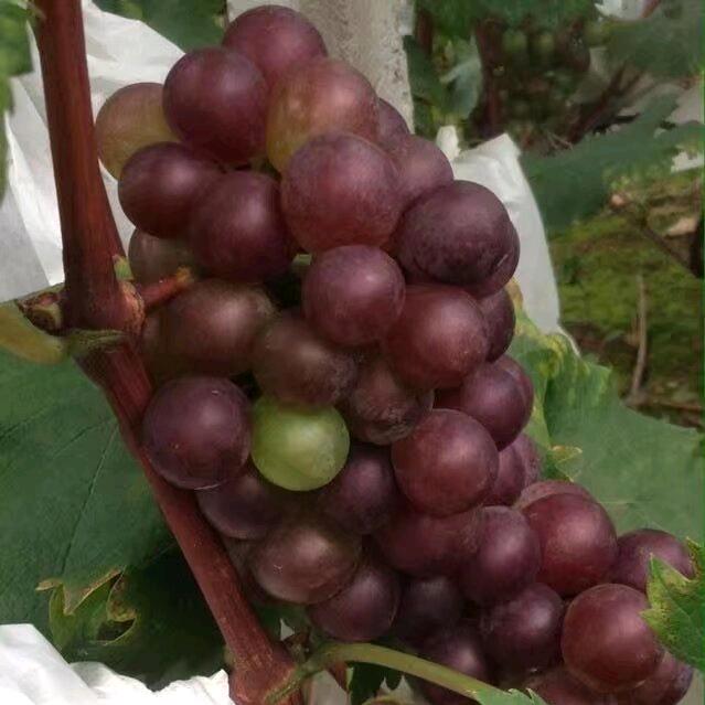 巨峰葡萄
