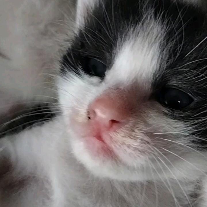 怀恋黄金猫