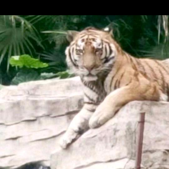 《一生的回忆》