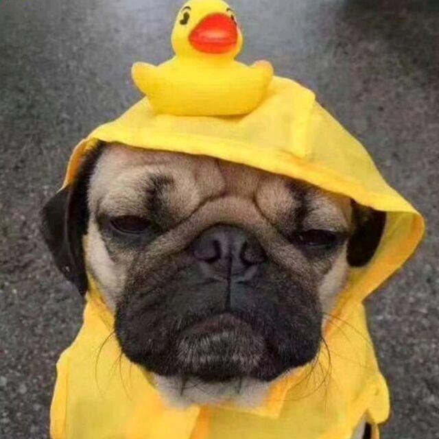 成都宁未悟酒店管理有限公司BBM卡凯直播号