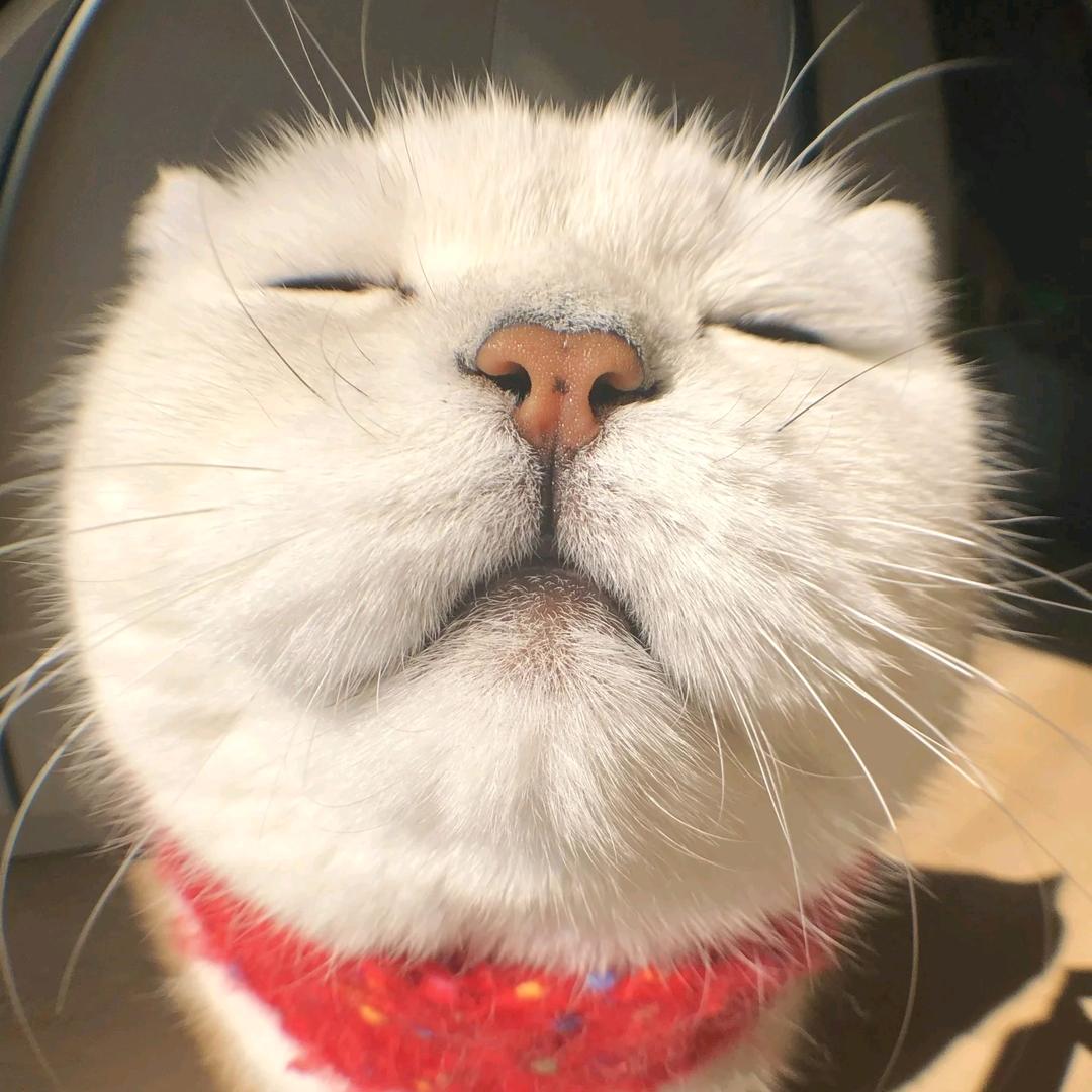 不吃🌿的🐰