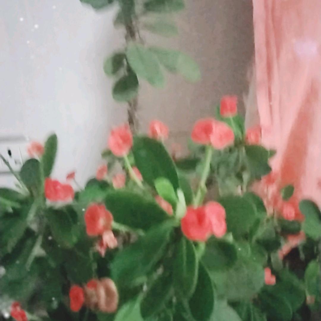 马琴