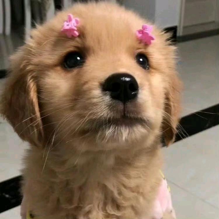 青城.向野萌宠乐园