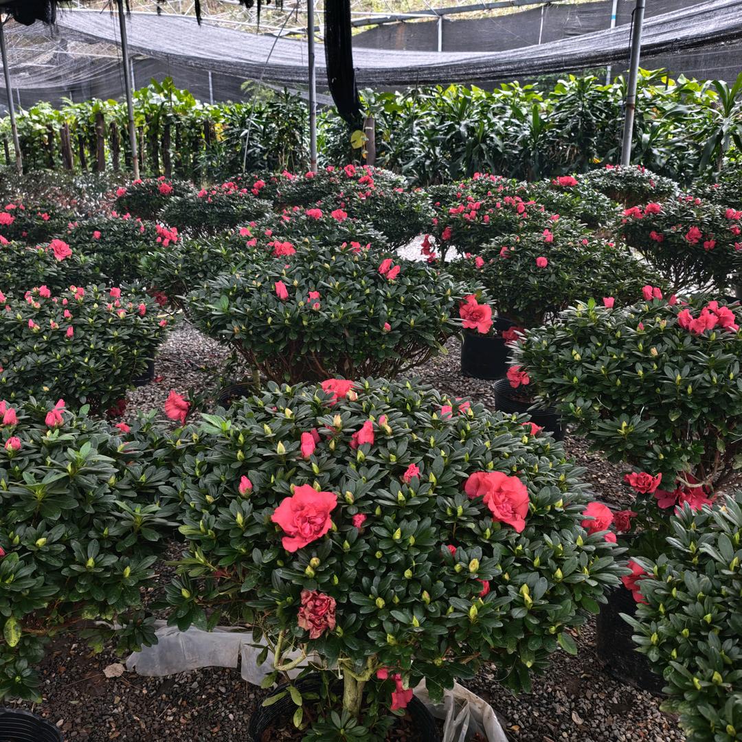 巷往花卉种植基地