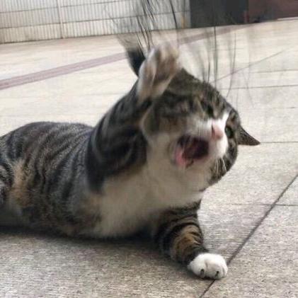 窝不叫木子李