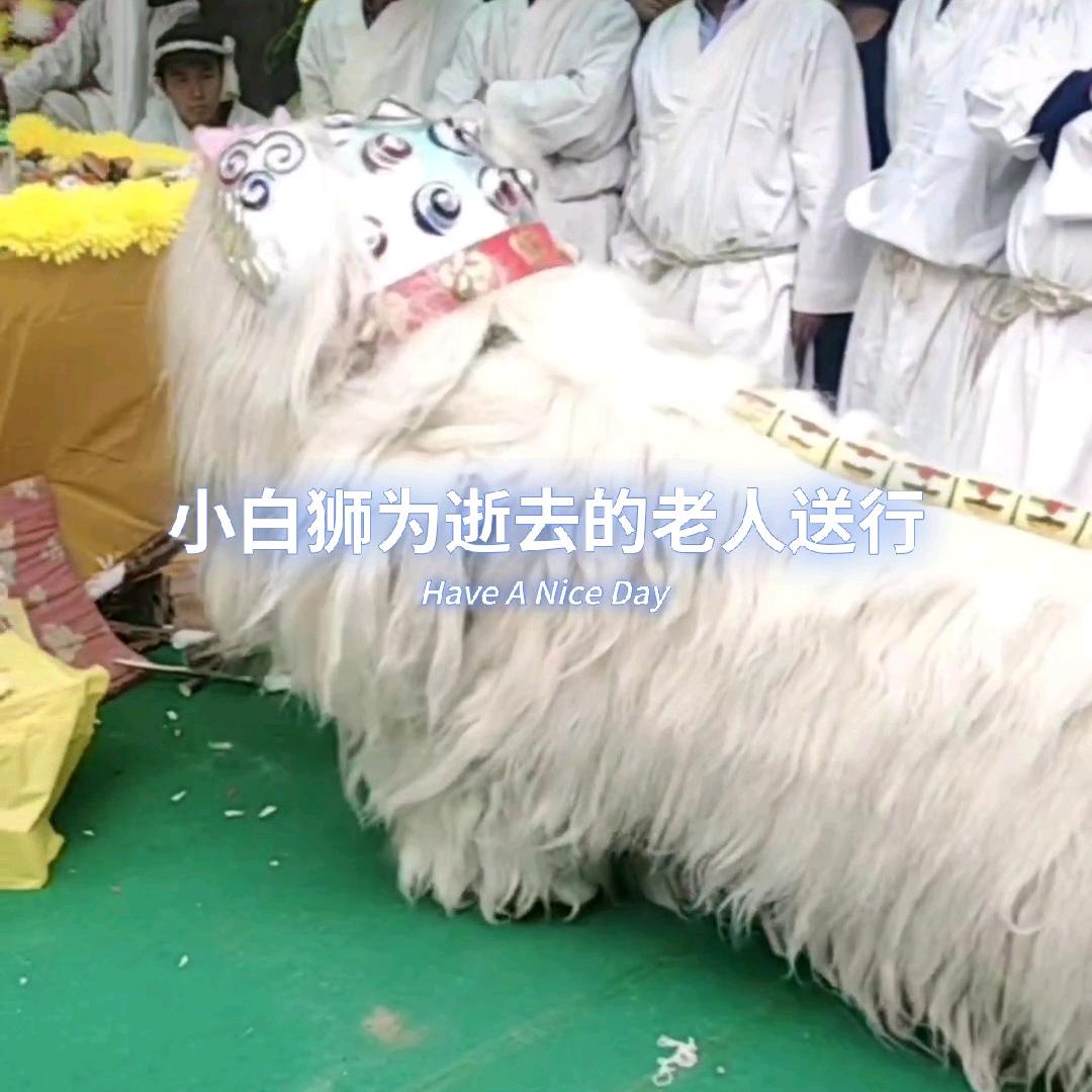 沧州特技舞狮杂技团