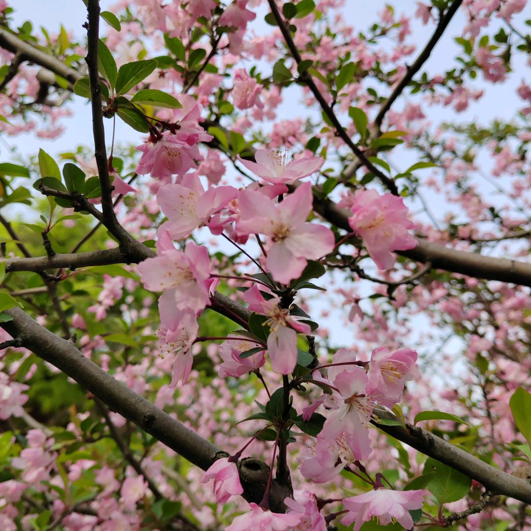 无花果
