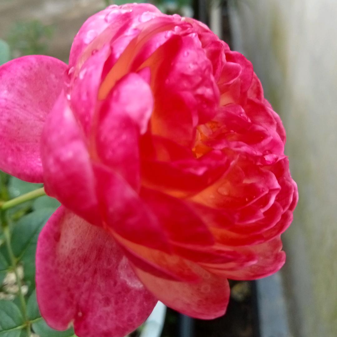 爱花如玲
