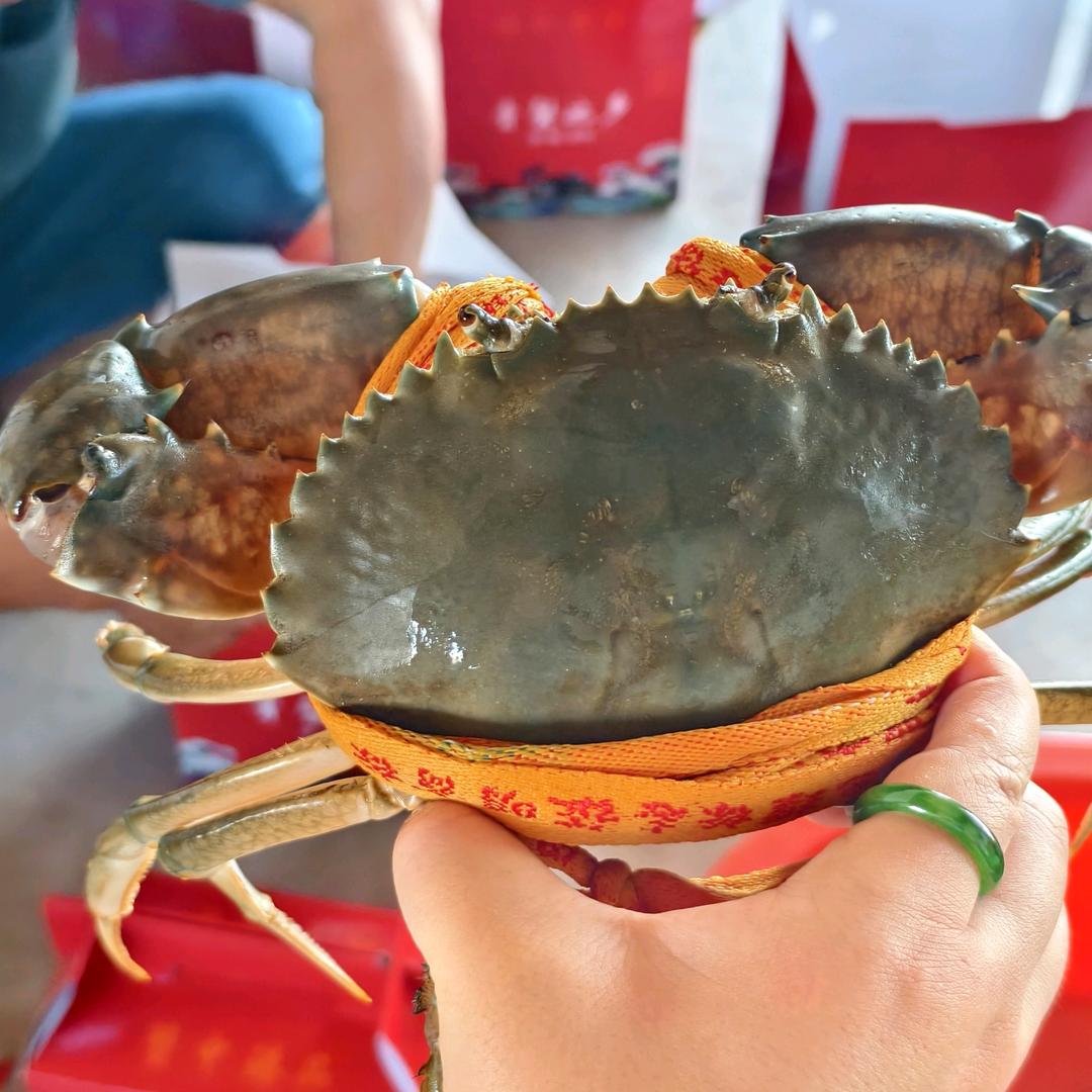 丁丁～三门青蟹🦀