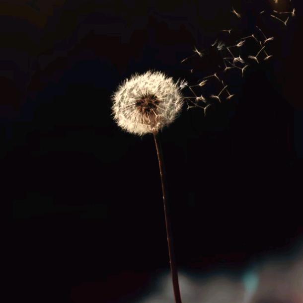 安若颜♏归来仍是少年