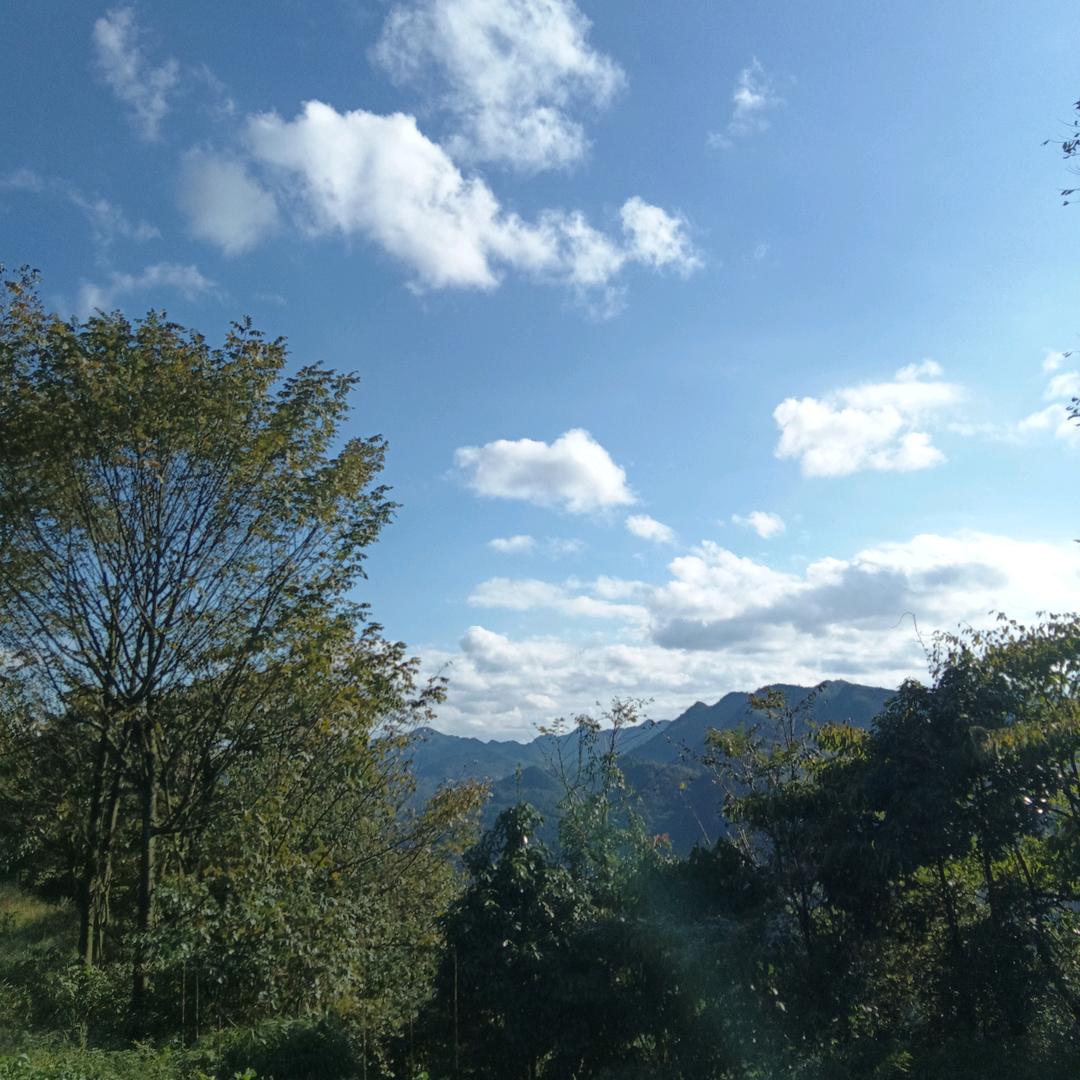 晨晨