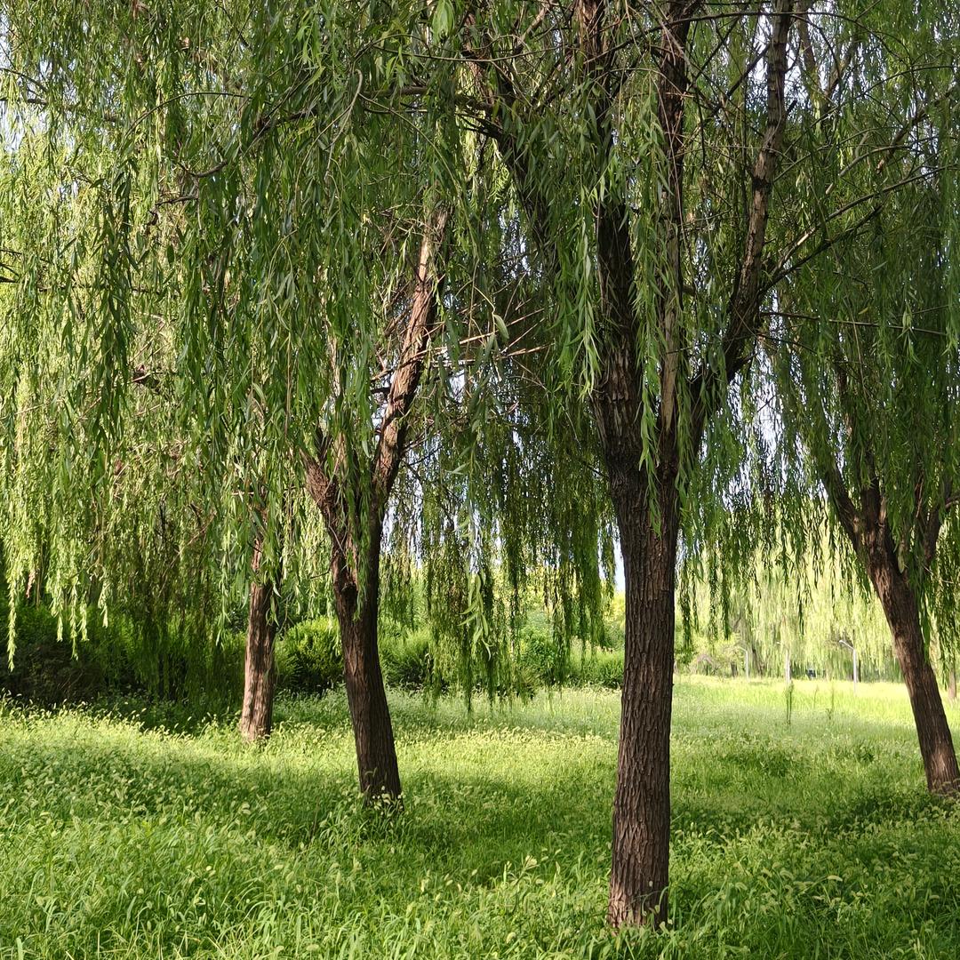 山楂树下