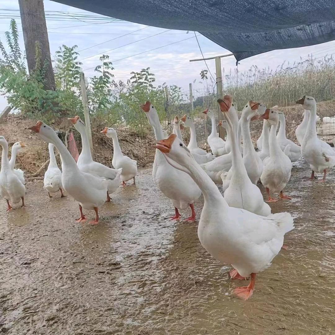 品冠生态养殖（詹敏）