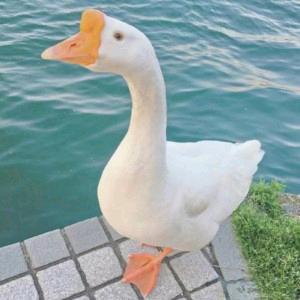 大né