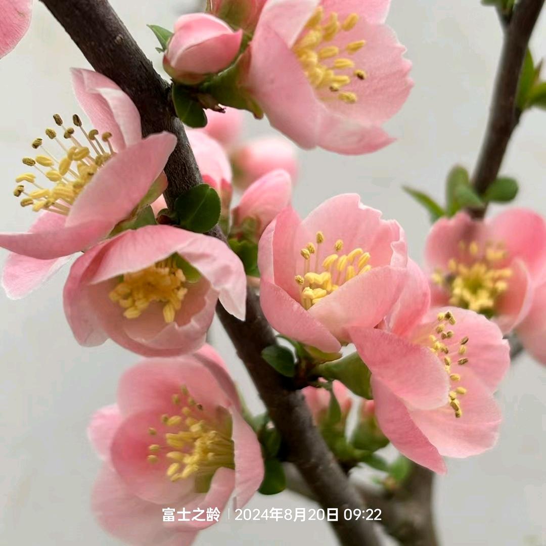 瑞和锦源花卉