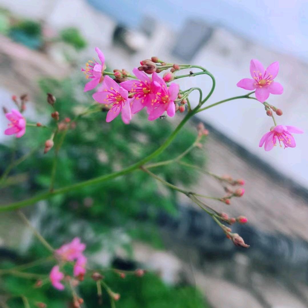 ꦻꦼ  㞮孞 🍂࿐🌴