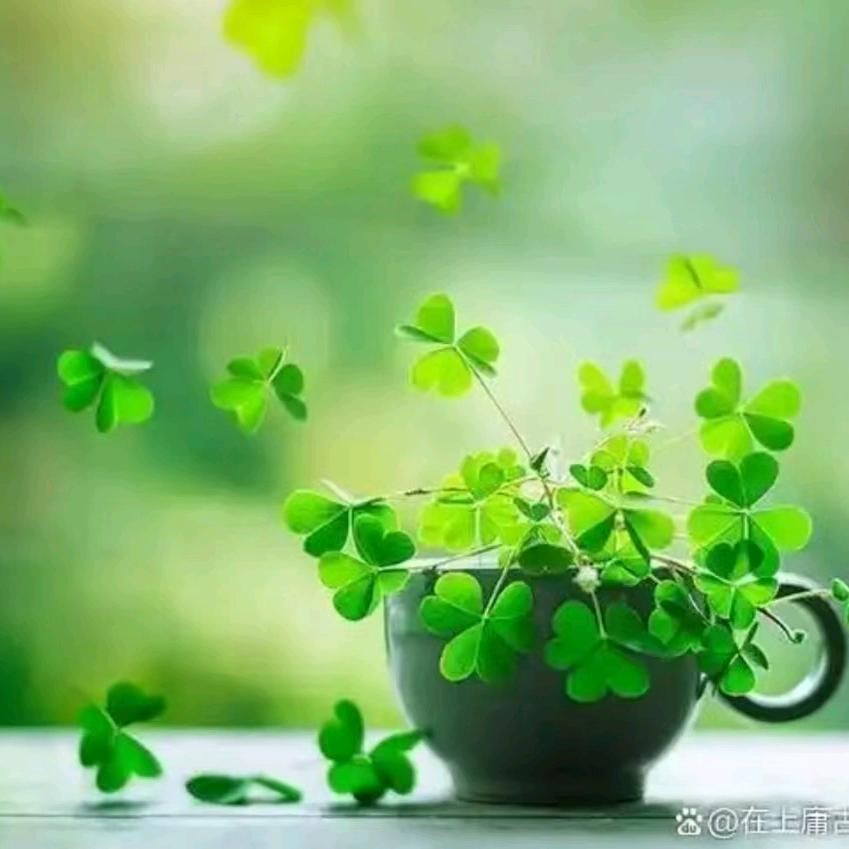 铜钱草