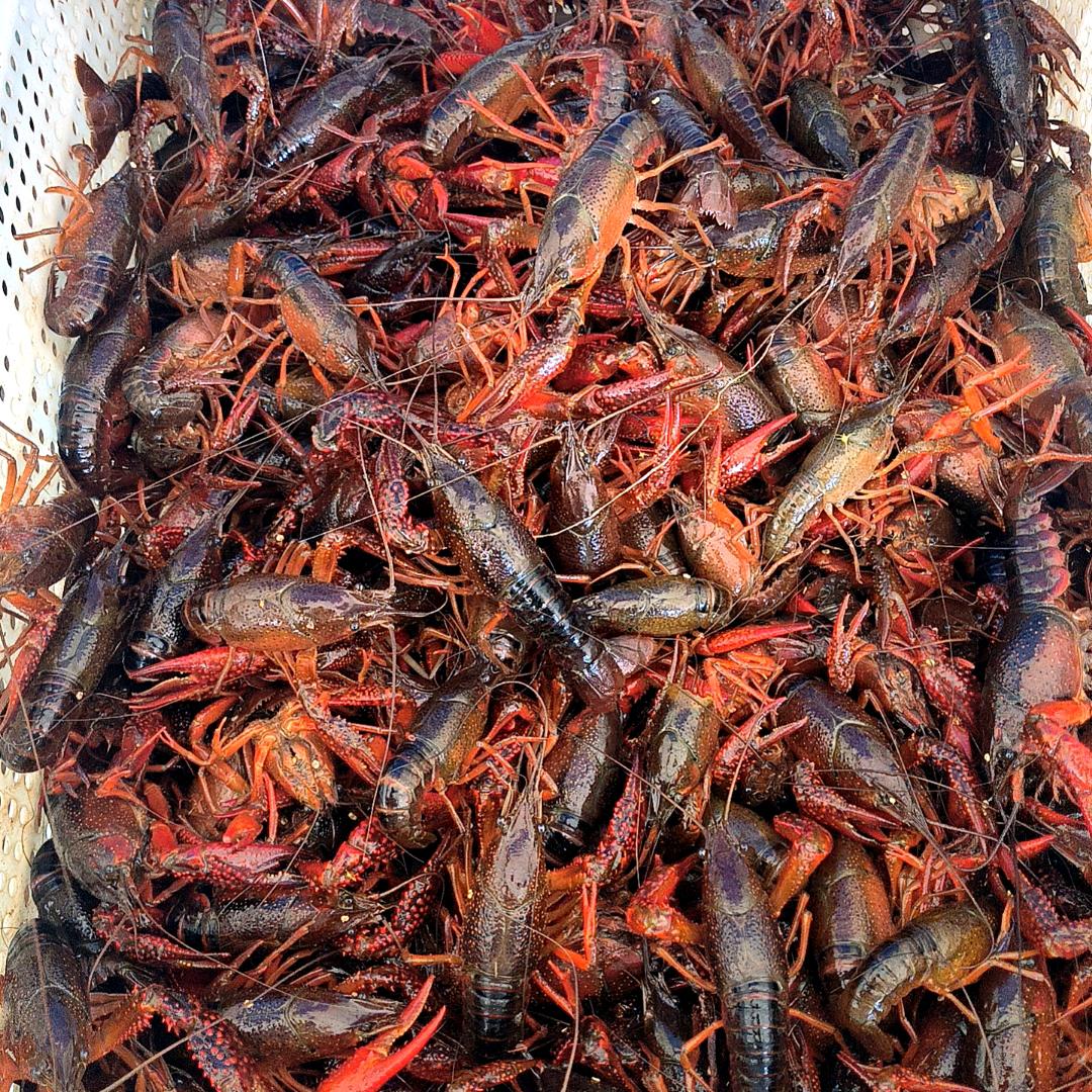 @万丈湖小龙虾