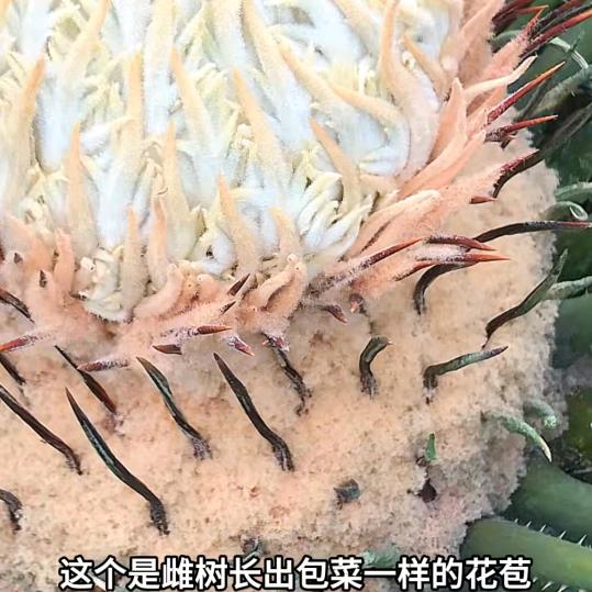 铁树基金