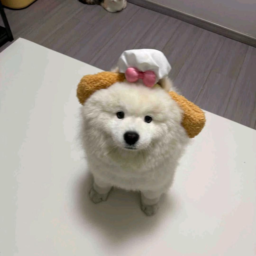 可爱小狗