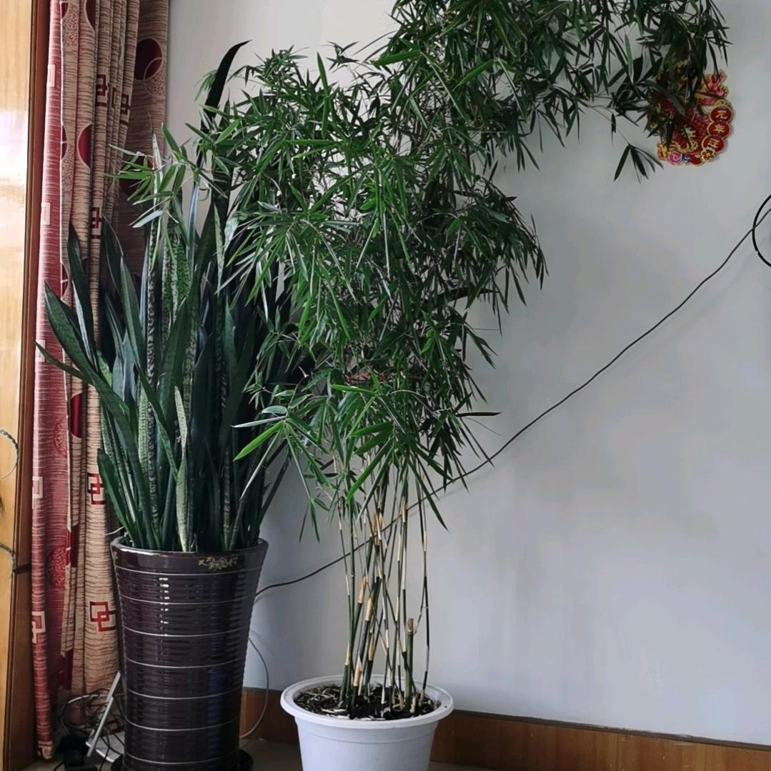 白给bb