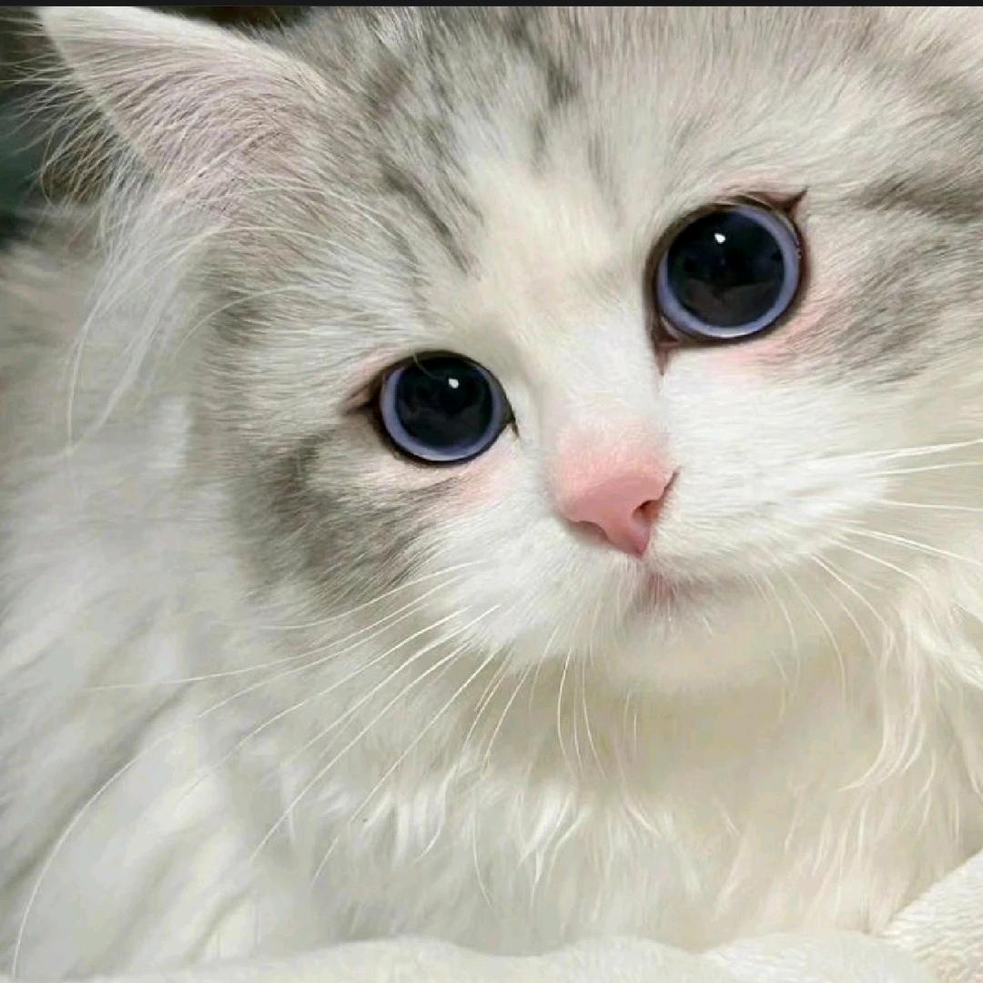 深夜不困小猫🇨🇳🏳️‍🌈