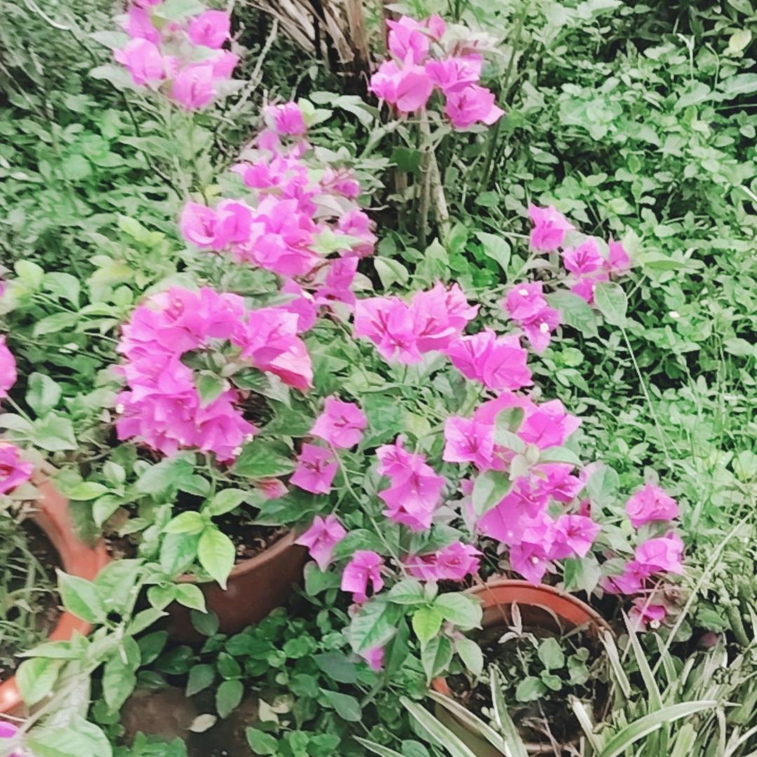 李登丰