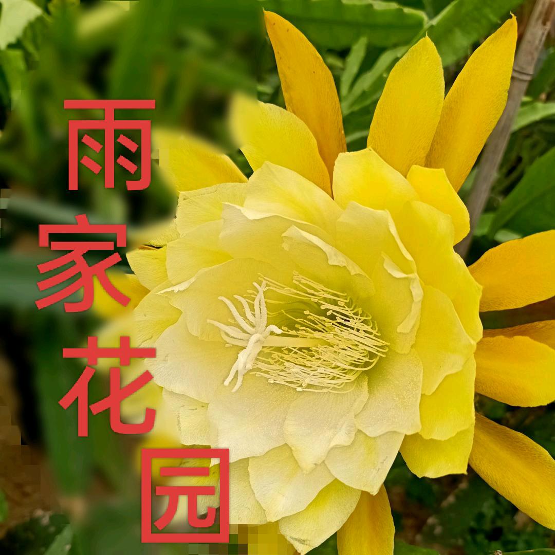 蟹爪兰与令箭荷花园