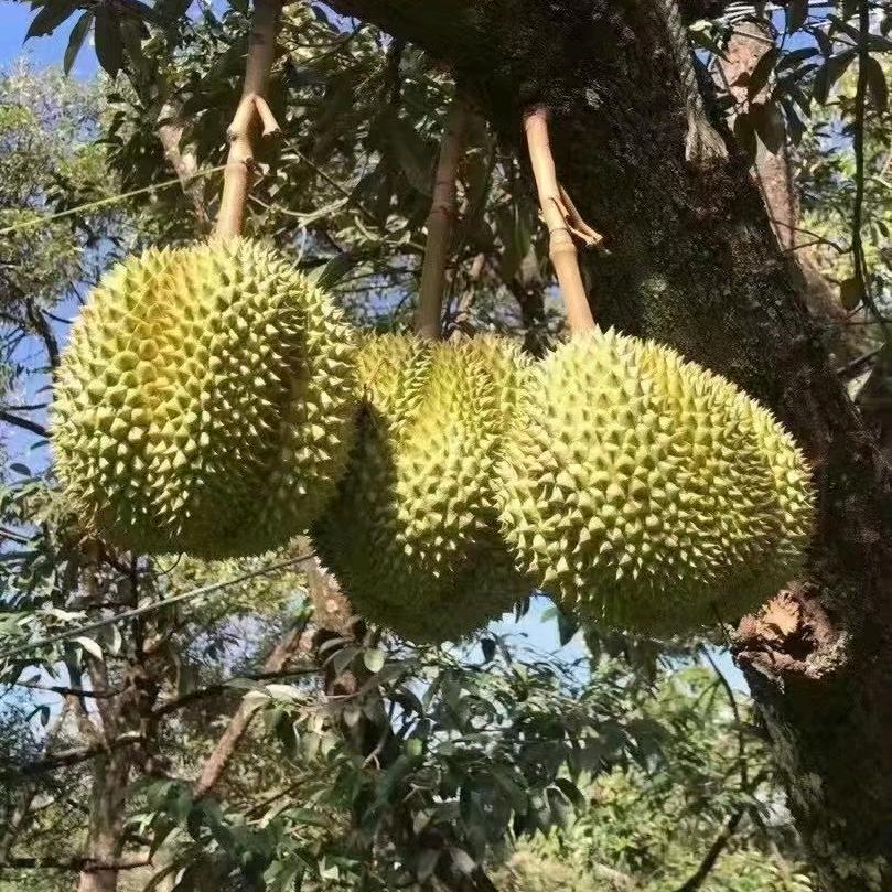 韶关榴莲大王👑(阿贵)