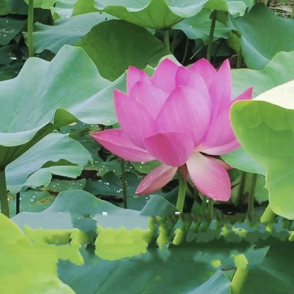 想要二颗西柚