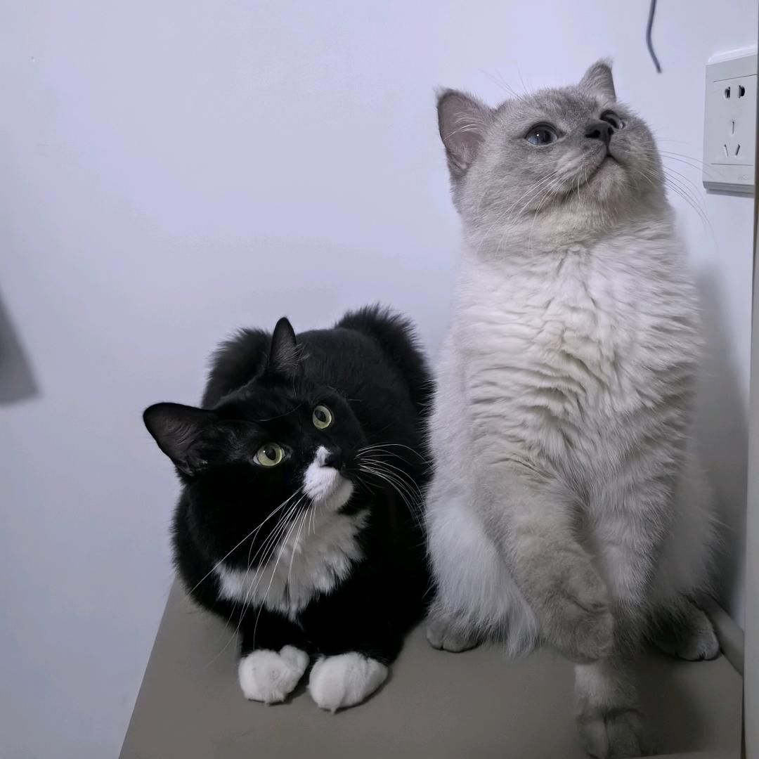 十一&黑崽🐈