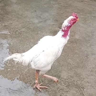 斗鸡是叶