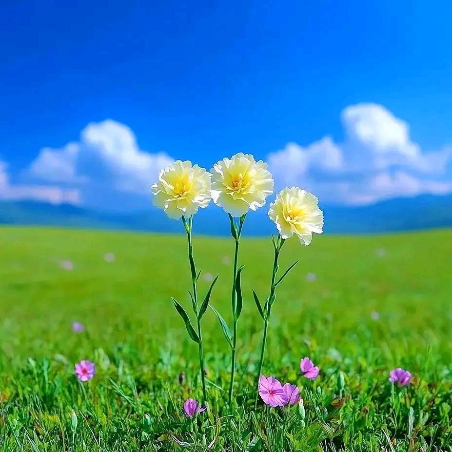 一鹿有你（欭惗）