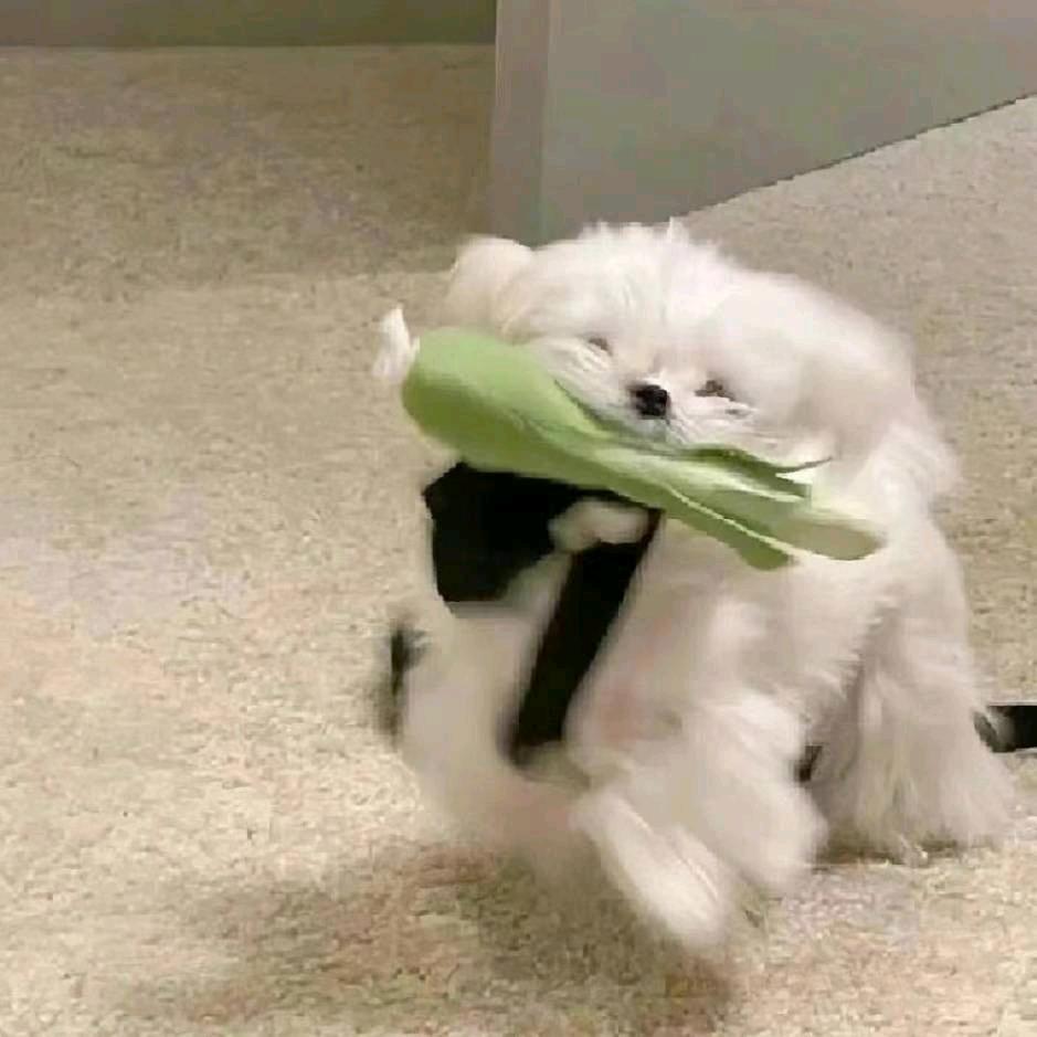 不爱画画的兔儿弟