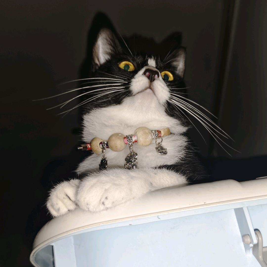 奶牛豆芽狸花鱼