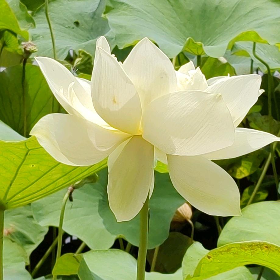 思念