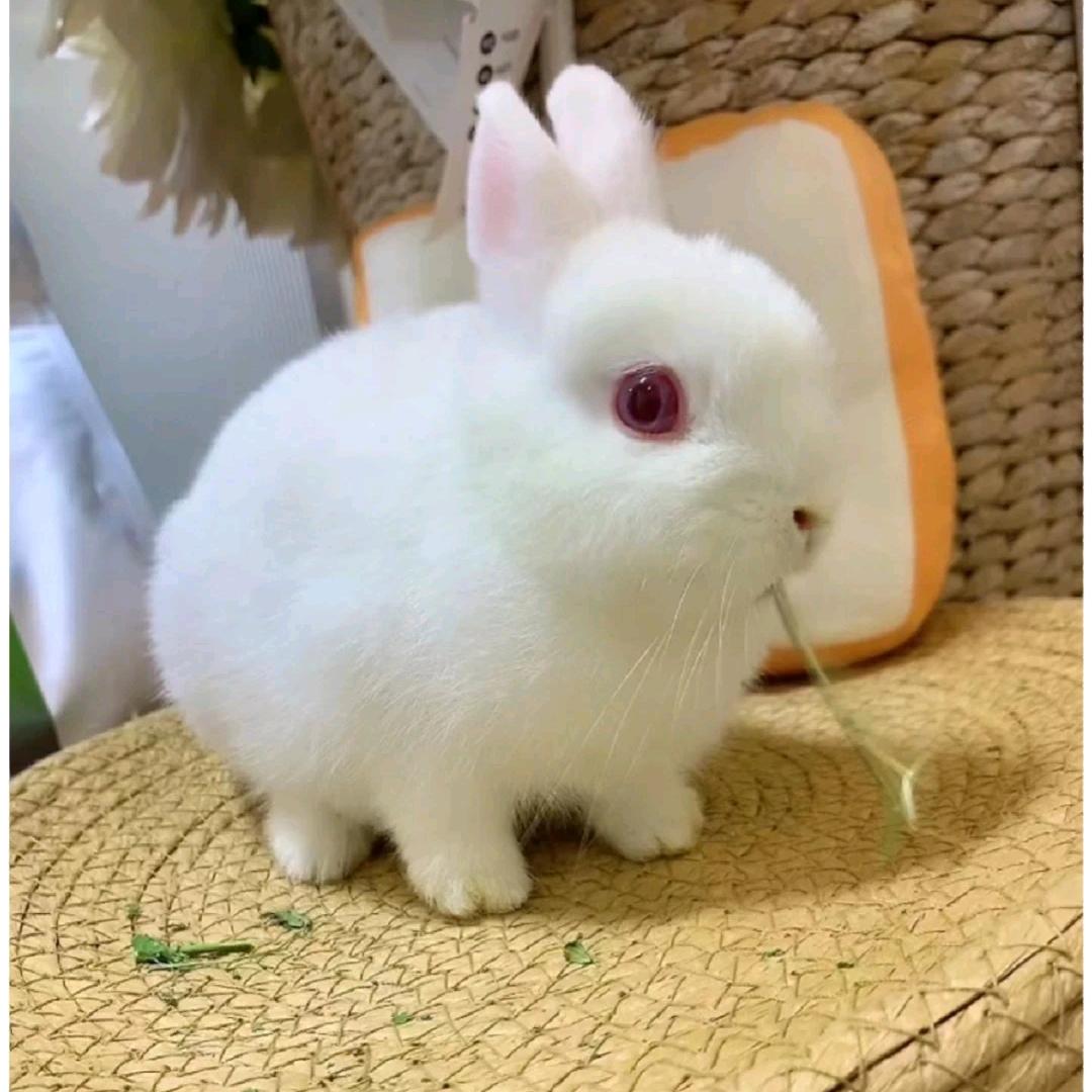 小薇