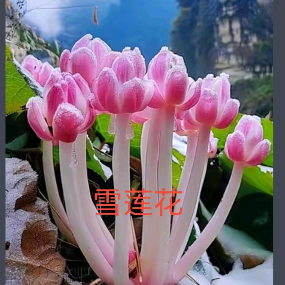 用户317328070520/雪山雪莲