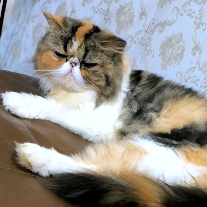 捣蛋鬼