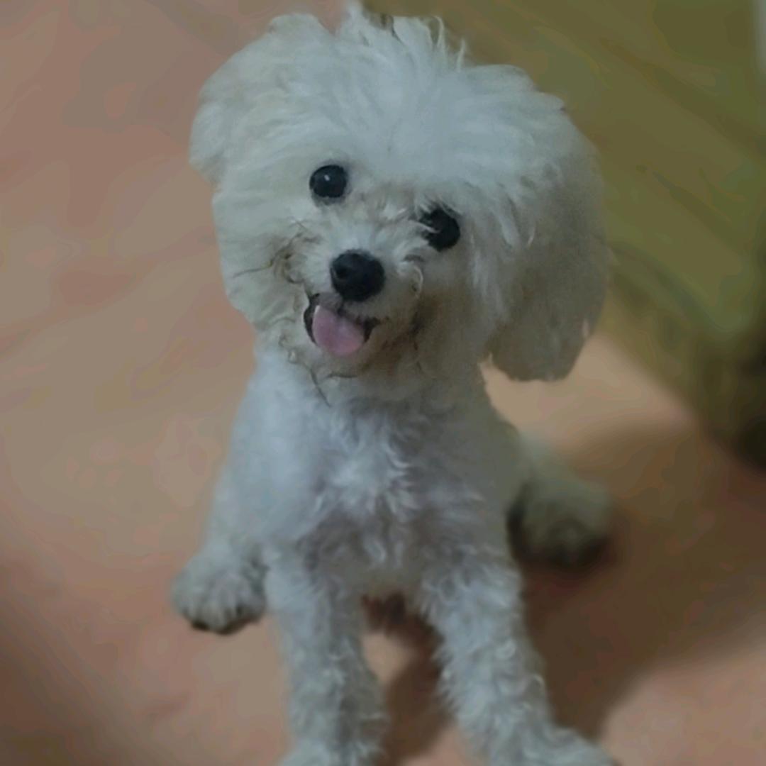 小椰子是只比熊