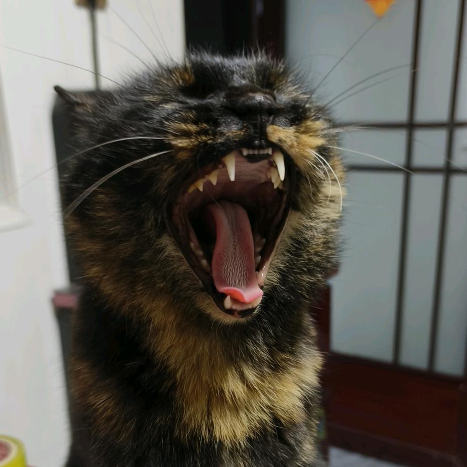 芝士焗榴莲ᗢᘏᓄ