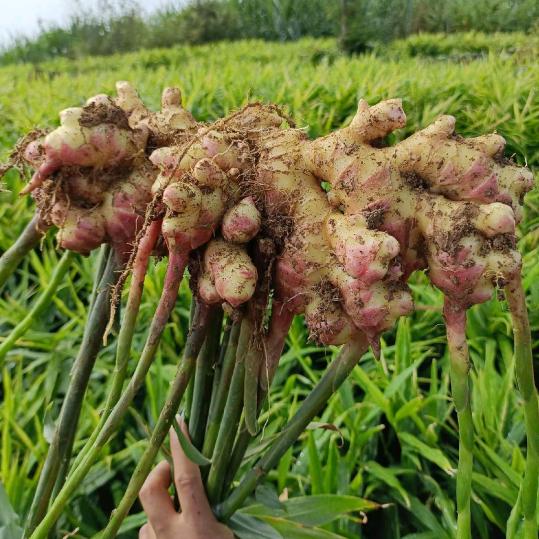 熙姐种植