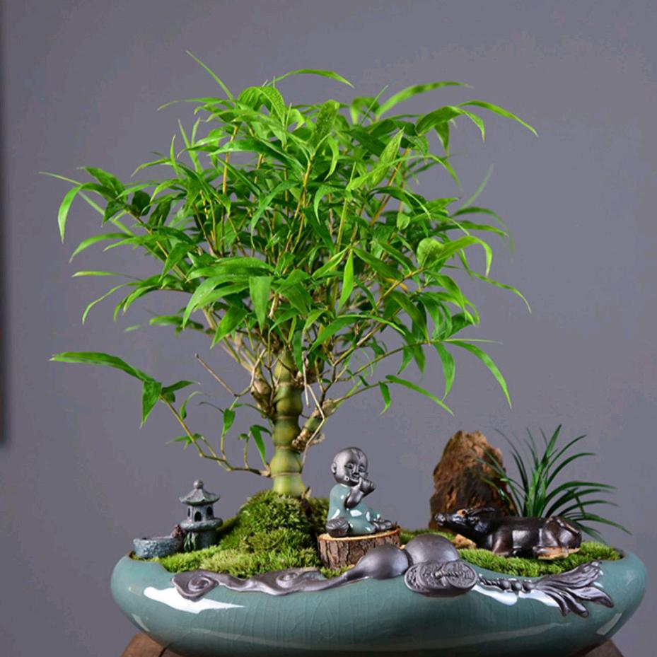 清竹轩盆景园