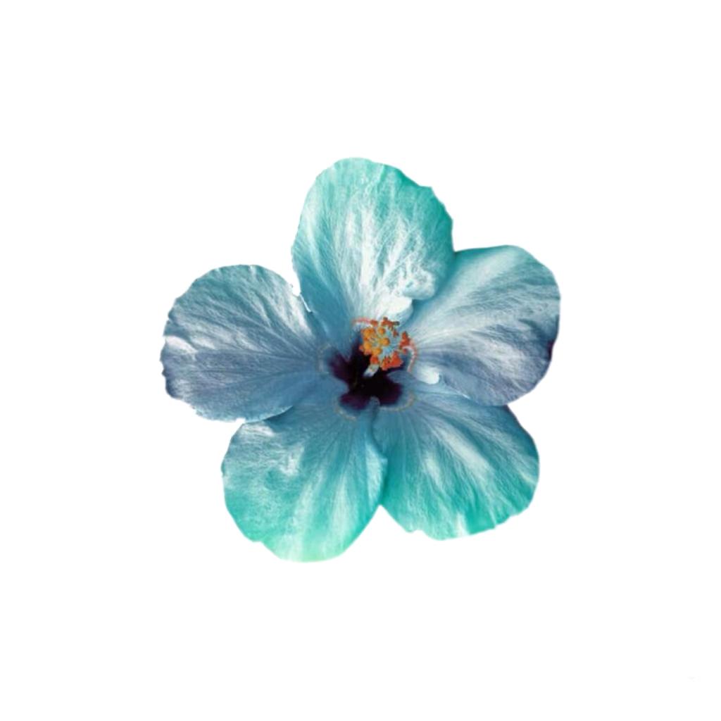 打死不吃香菜