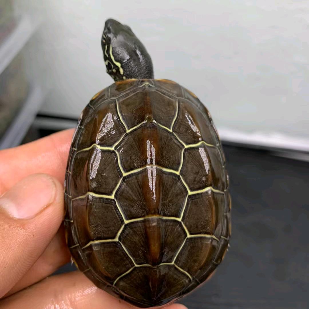 苏北草龟养殖店