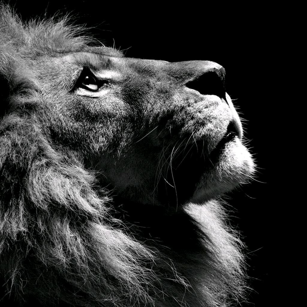 社恐的狮子🦁