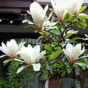 玉兰