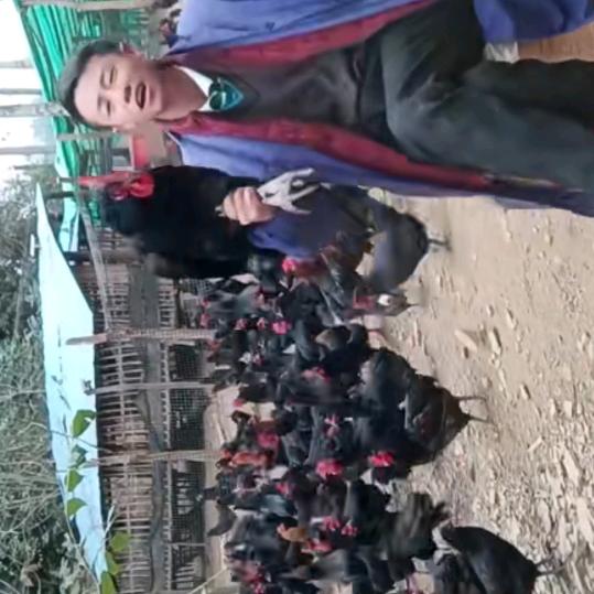 黑鸡罗财